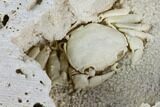 Fossil Crab (Potamon) Preserved in Travertine - Turkey #121371-3